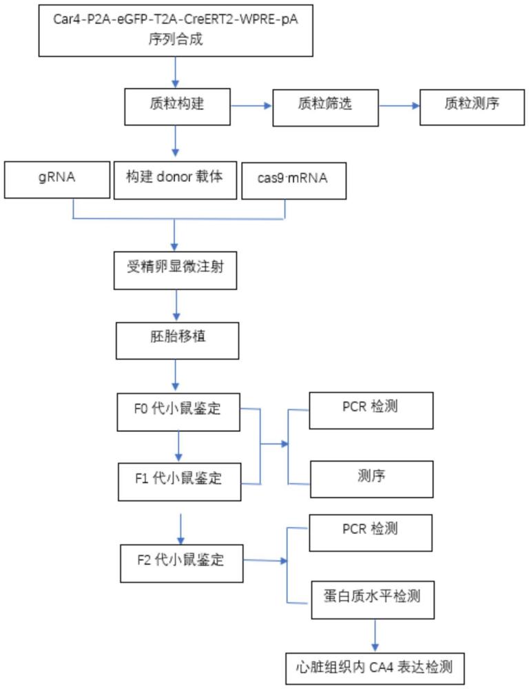 一種基于CRISPR/Cas9的Car4基因示蹤動物模型的構(gòu)建方法及其應(yīng)用