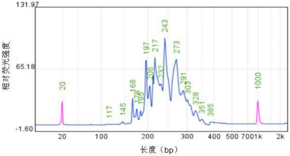 一種用于檢測(cè)細(xì)菌性陰道炎相關(guān)病原的引物、方法及應(yīng)用與流程