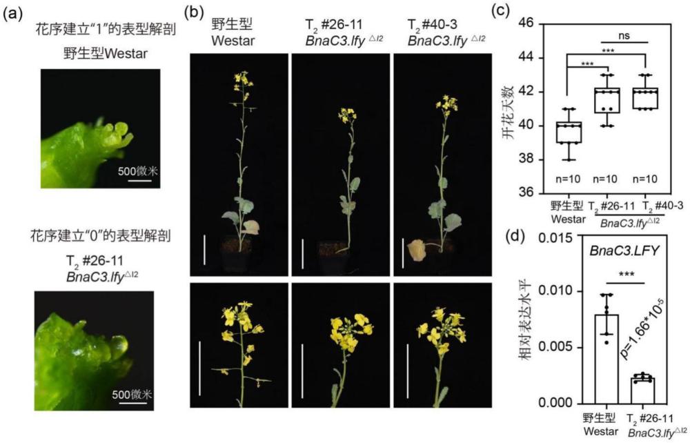 一種油菜BnaC3.LEAFY早花分子標(biāo)記及其在育種中的應(yīng)用