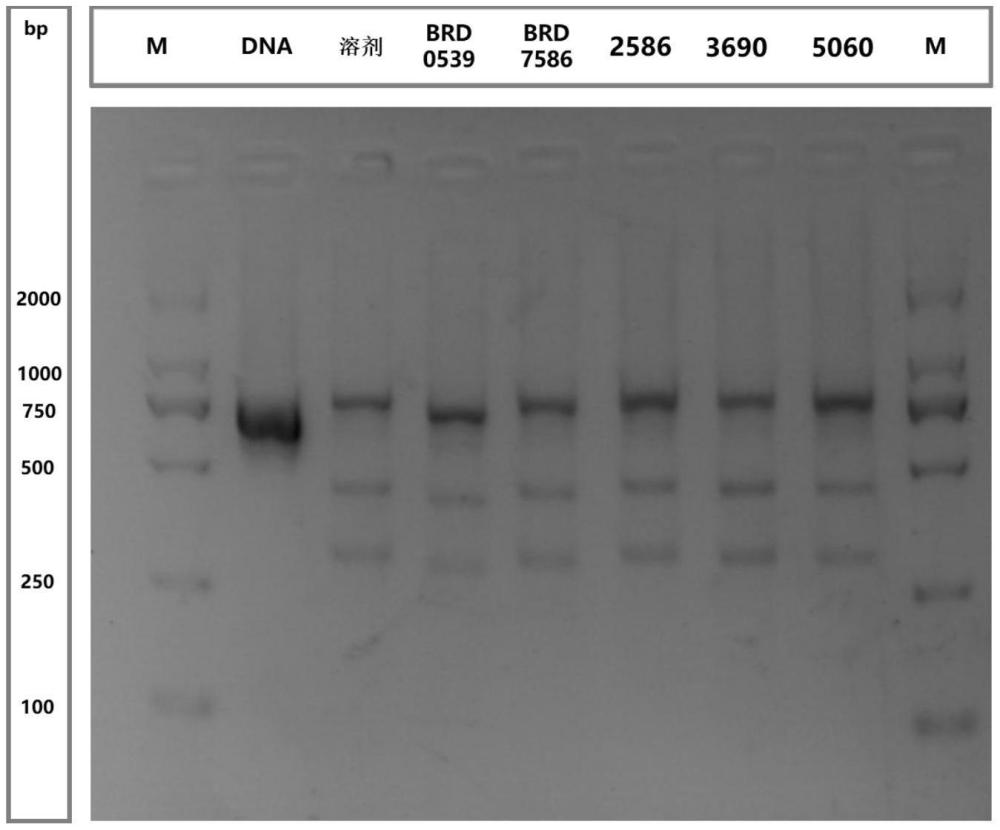 鹽酸帕吉林、美他多辛和富馬酸二甲酯化合物在制備抑制SpCas9對(duì)底物結(jié)合或切割產(chǎn)品中的應(yīng)用