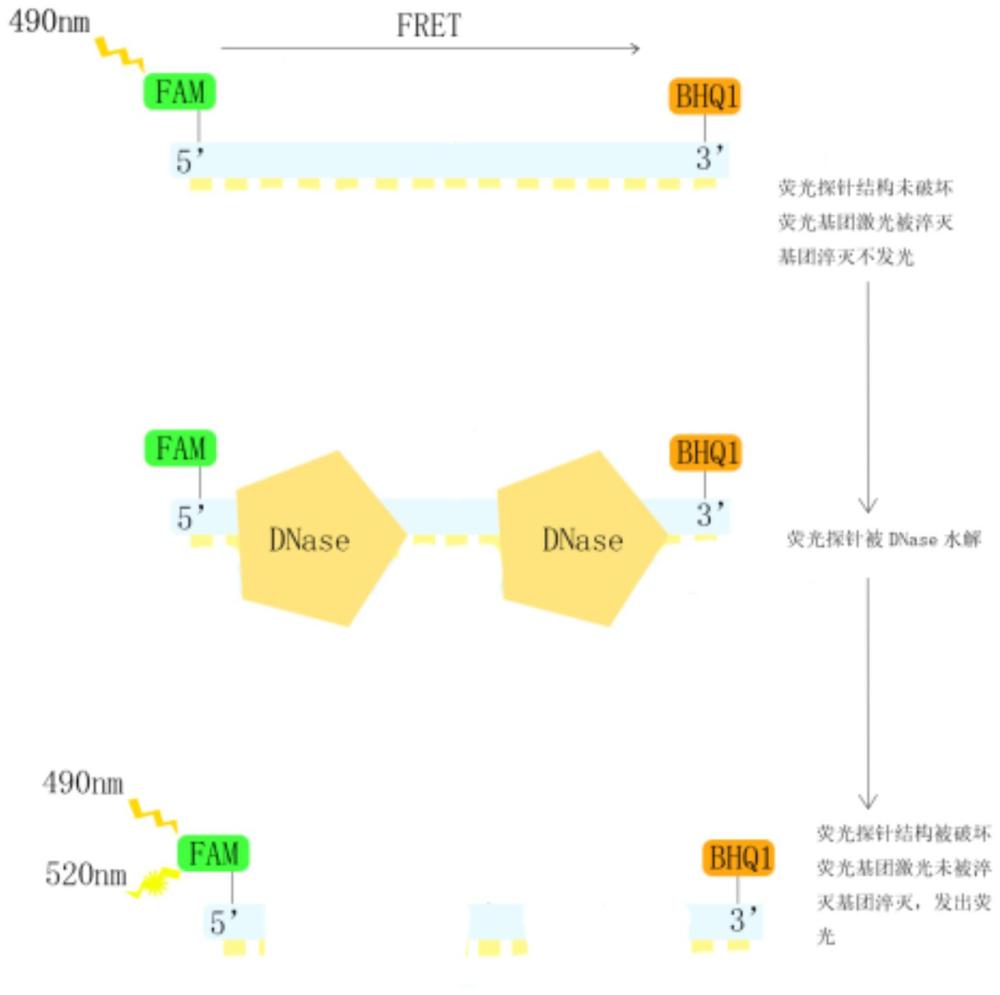 一種用于檢測DNA酶單鏈水解活性的熒光探針及其應(yīng)用的制作方法