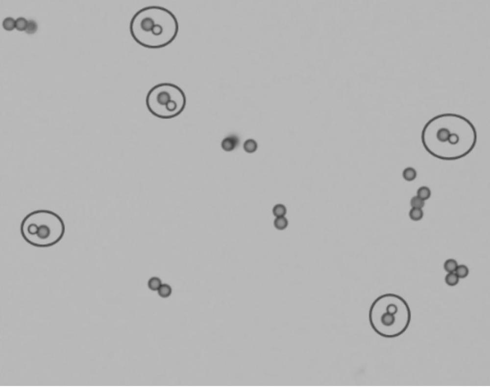 用于檢測阿爾茨海默癥生物標(biāo)志物p-Tau181蛋白的試劑盒和方法與流程