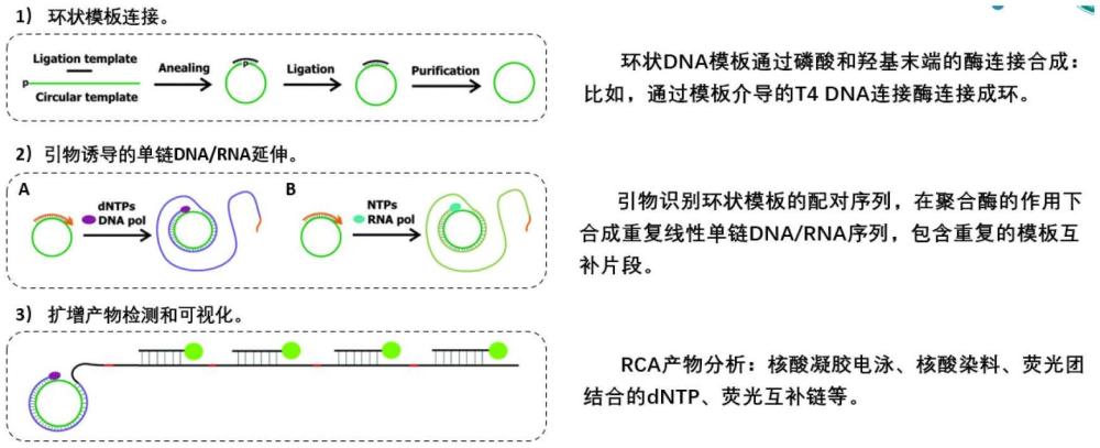 一種基于磁分離的滾環(huán)擴(kuò)增超靈敏檢測(cè)GSK3β的方法