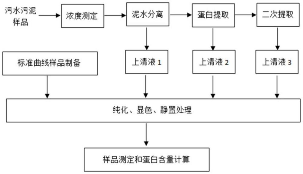 一種污水污泥蛋白質(zhì)含量測定的方法與流程