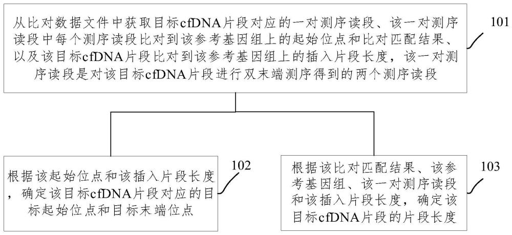 基于測(cè)序數(shù)據(jù)的cfDNA片段分析方法、裝置、存儲(chǔ)介質(zhì)及電子設(shè)備與流程