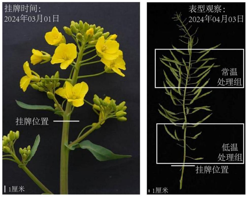 一種通過角果長度鑒定甘藍(lán)型油菜花期耐低溫性的方法