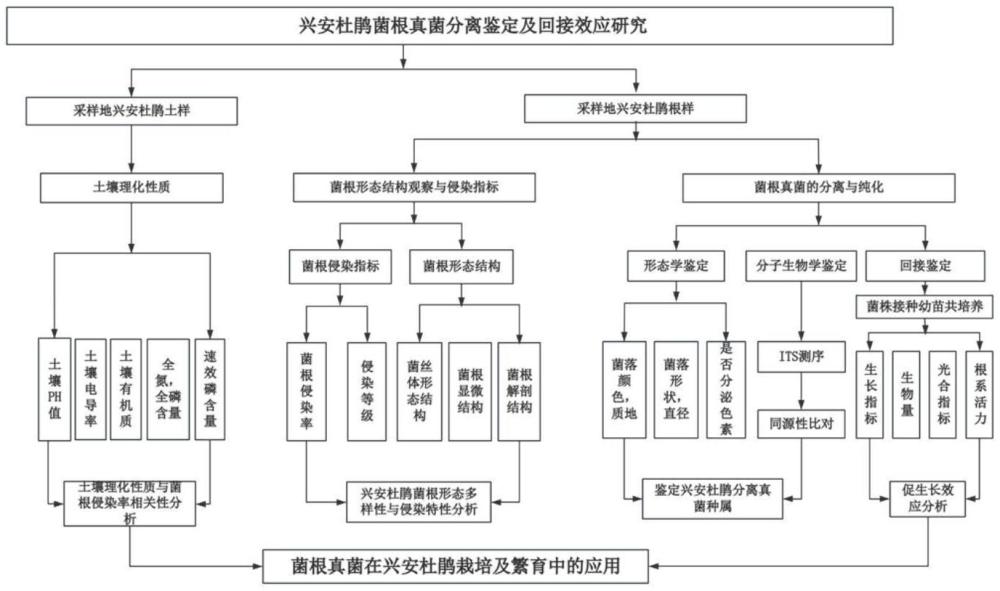 一株Pezicula ericae XA4及其應用