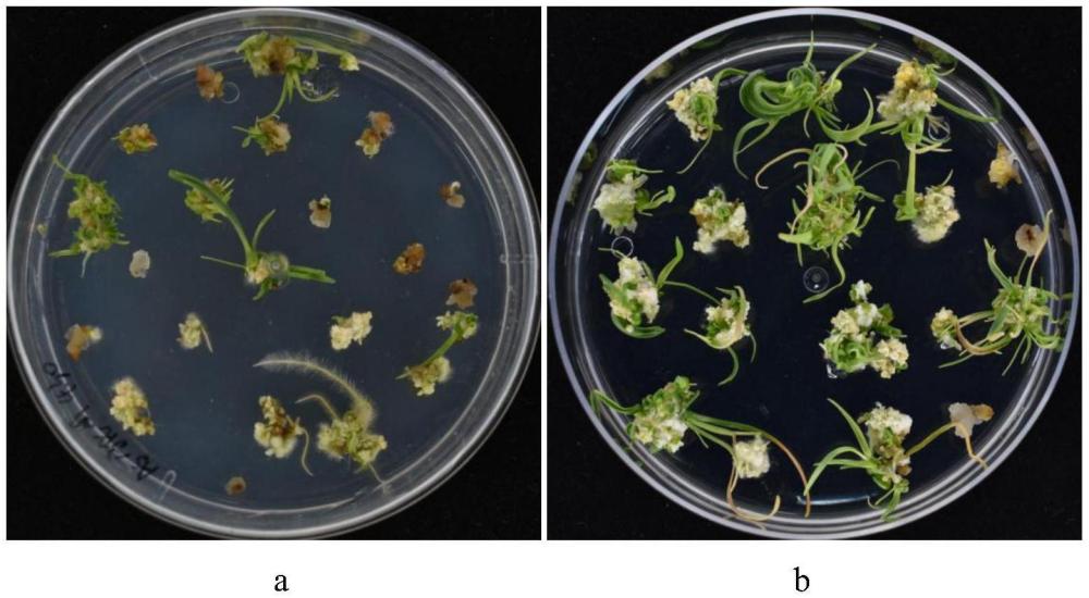 基于小肽的燕麥胚芽尖愈傷組織誘導及高效再生體系的建立方法