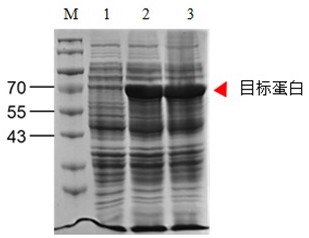 一種重組大腸桿菌菌種凍存液及其制備方法以及應用與流程