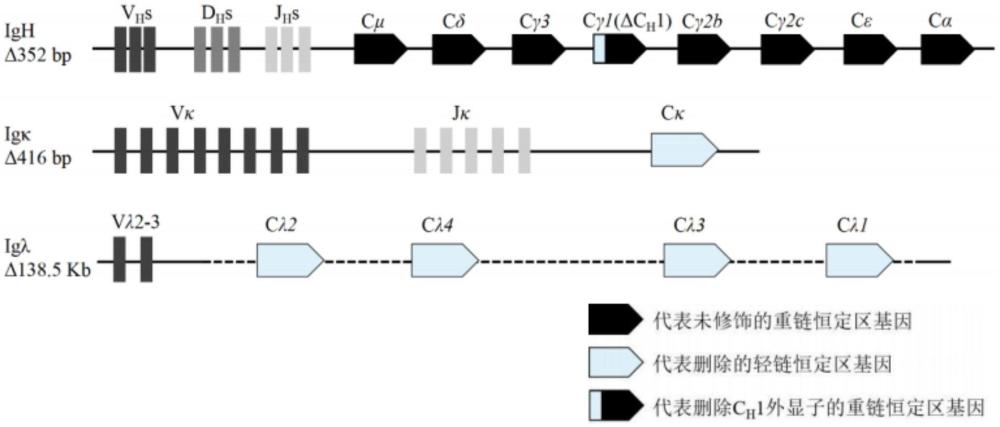 表達(dá)重鏈抗體IgG1的小鼠的構(gòu)建方法及其應(yīng)用