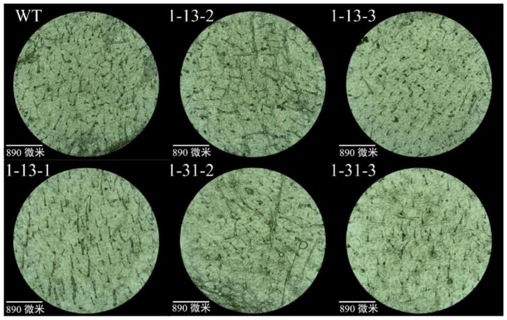 一種基因NtTRY1在調控植物腺毛發(fā)育中的應用的制作方法