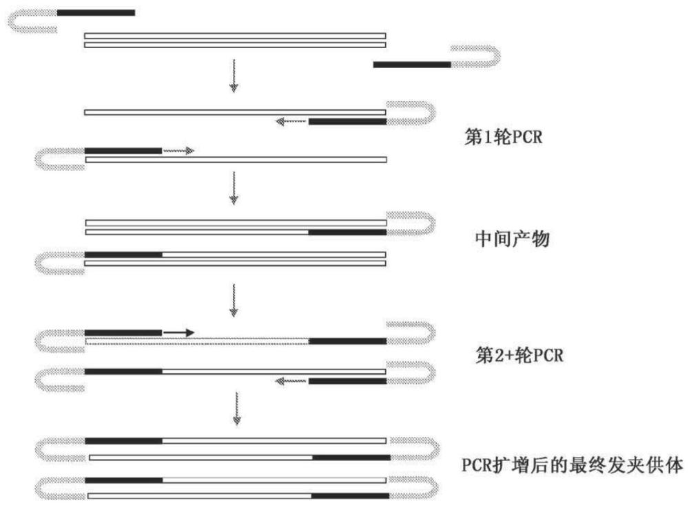 修飾的雙鏈供體模板的制作方法