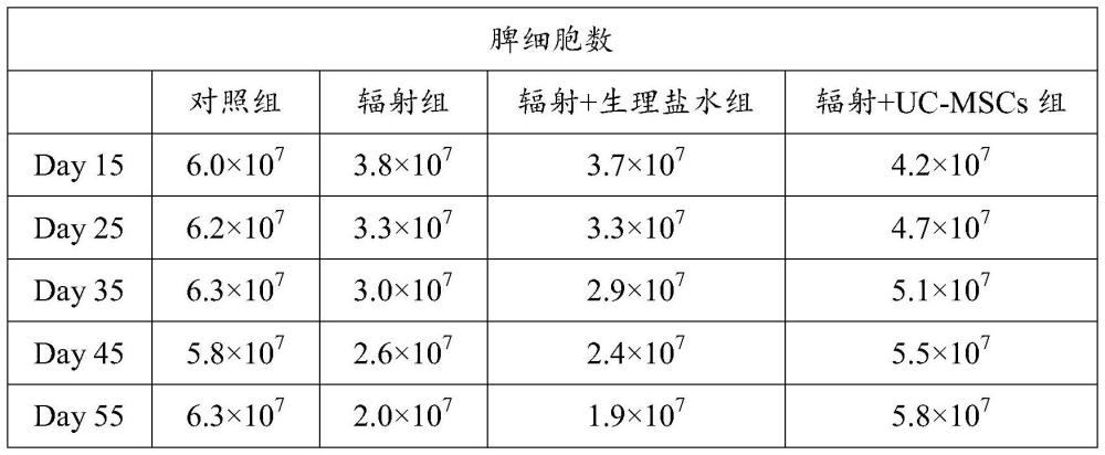 一種治療核輻射損傷的臍帶間充質(zhì)干細(xì)胞制劑及其制備方法與流程