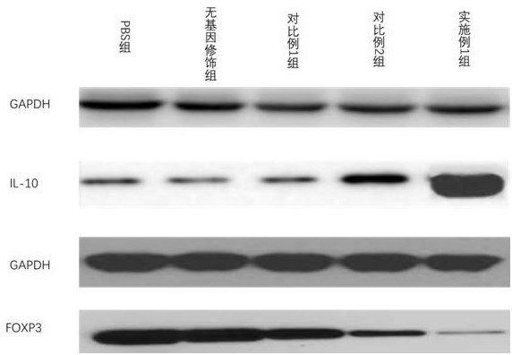 一種基因修飾的間充質(zhì)干細(xì)胞的制備方法及其應(yīng)用與流程