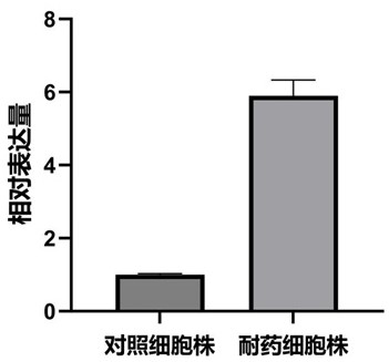 與腫瘤細胞順鉑耐藥性相關(guān)的hsa-miR-12117及其應(yīng)用的制作方法