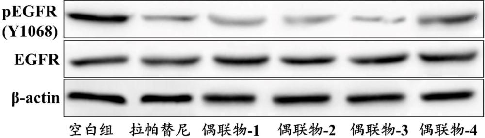 EGFR依賴型小分子偶聯(lián)物-2及其制備方法和應(yīng)用