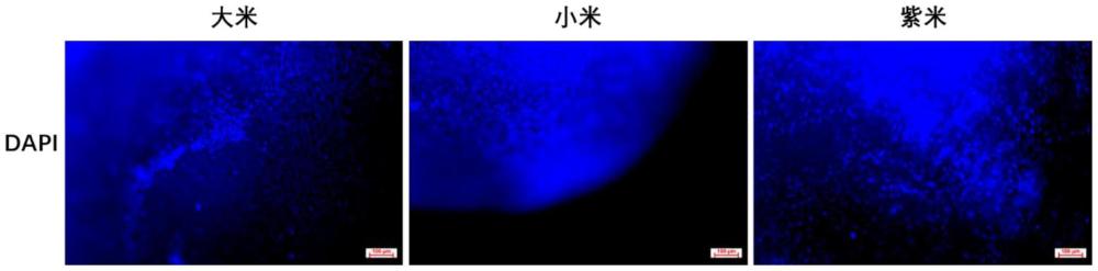 一種生物培育豬肉米的制備方法與流程