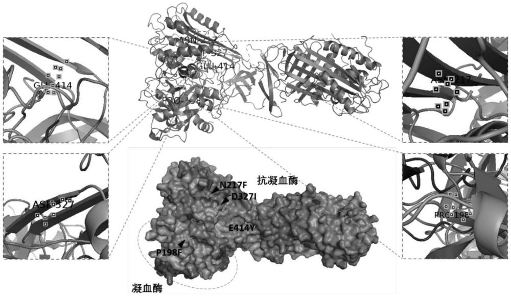 穩(wěn)定性提高的凝血酶-抗凝血酶復(fù)合物突變體及其應(yīng)用的制作方法