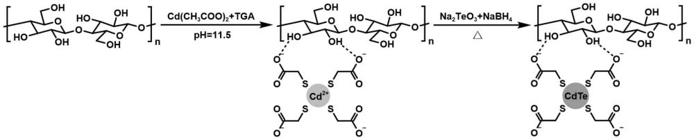 一種可視化雙熒光探針復(fù)合細(xì)菌纖維素膜及其制備方法與流程