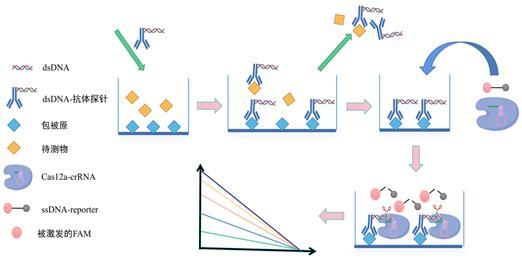 CRISPR-免疫聯(lián)合小分子檢測探針制備及檢測方法