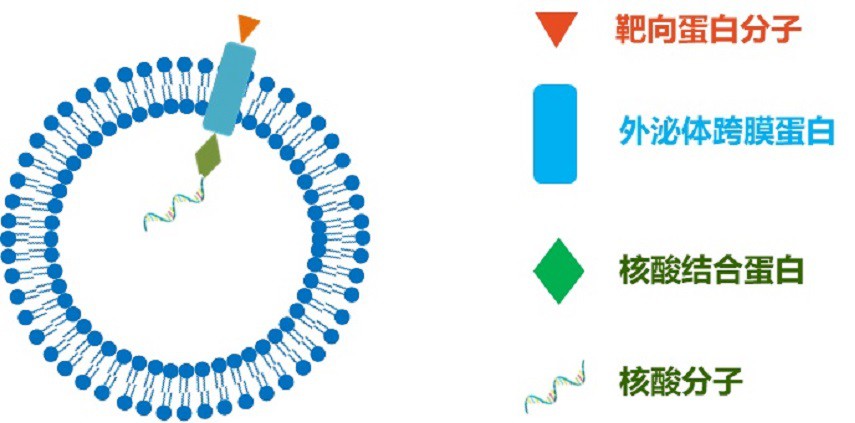 一種可遞送核酸類(lèi)藥物的靶向性外泌體及其制備方法與流程