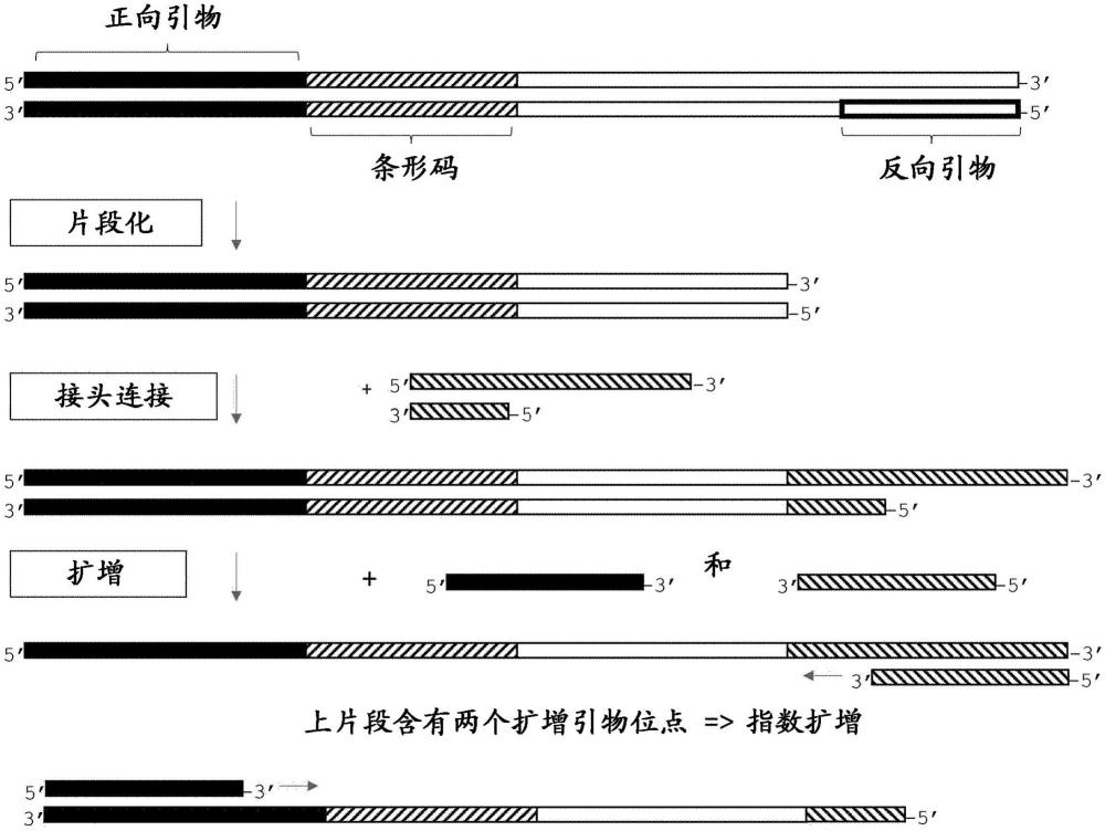 用于產(chǎn)生核酸文庫的方法與流程