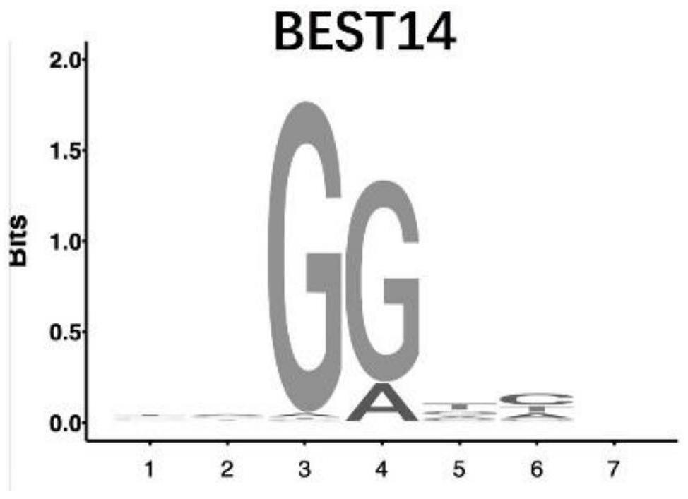 Cas9核酸酶及其應用的制作方法