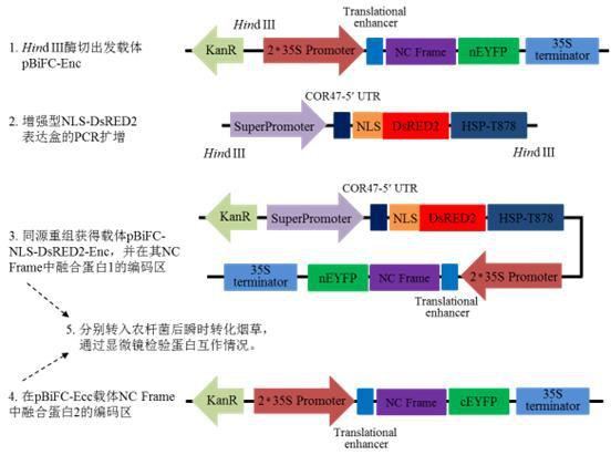 一種檢驗植物蛋白相互作用的雙分子熒光互補系統(tǒng)及應(yīng)用