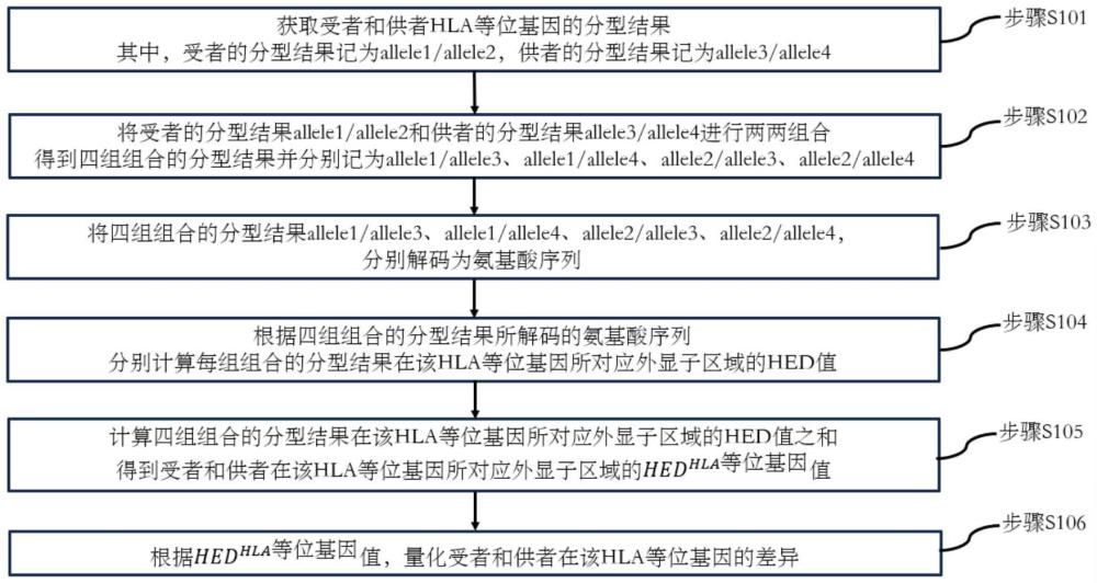 一種HLA等位基因差異量化方法及其用途與流程