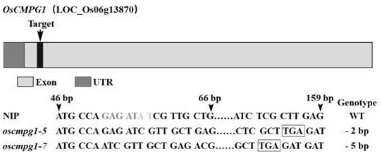 水稻OsCMPG1基因及其在水稻抗病方面的應用