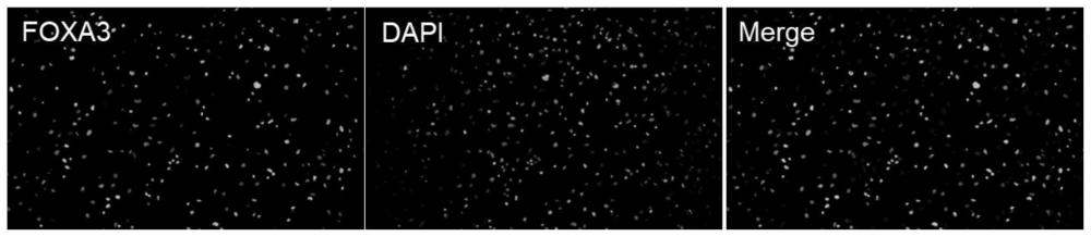 靶向FOXA3的抗體及其應用的制作方法