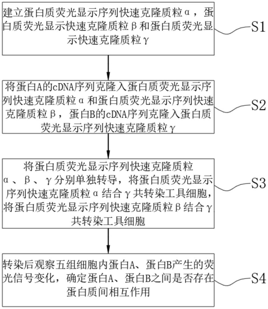 一種活細(xì)胞內(nèi)蛋白質(zhì)相互作用實(shí)時(shí)熒光顯示方法