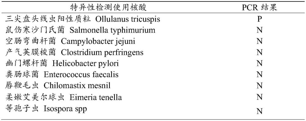 一種檢測三尖盤頭線蟲的Taqman探針qPCR試劑盒及其檢測方法和應(yīng)用與流程