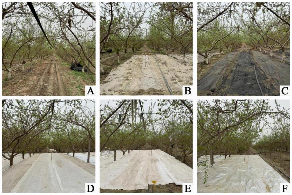 一種干旱區(qū)杏園覆蓋防水透氣膜提高杏果實(shí)品質(zhì)的方法