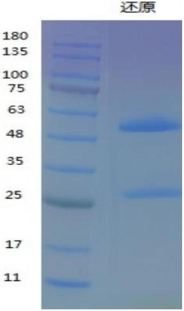 抗HPV-18型E蛋白的特异性抗体及其用途的制作方法