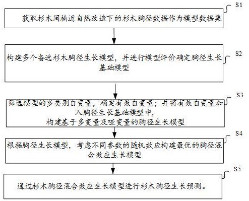 一種基于杉木閩楠近自然改造林分的杉木胸徑生長預(yù)測方法與流程