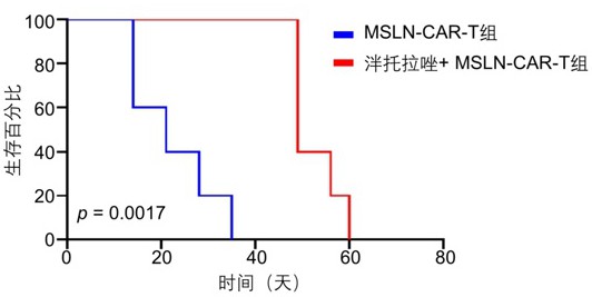 泮托拉唑在制備MSLN-CAR-T細(xì)胞治療腦轉(zhuǎn)移瘤的增強(qiáng)劑中的應(yīng)用