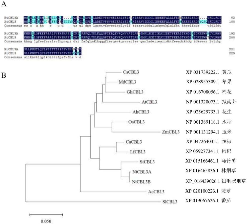煙草CBL家族基因NtCBL3在提升煙葉鉀含量中的應(yīng)用的制作方法