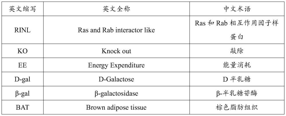 RINL基因及其拮抗劑的抗衰老用途