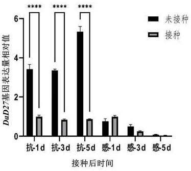 DaD27基因在調控參薯抗炭疽病中的應用