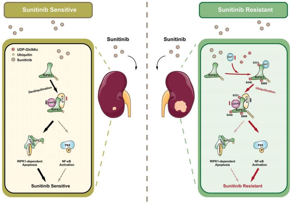 RIPK1 O-GlcNAc糖基化抑制劑在制備增強(qiáng)腎細(xì)胞癌舒尼替尼敏感性藥物中的應(yīng)用