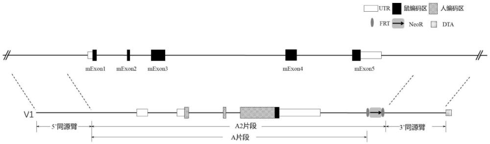 一種FCGR3A基因修飾的非人動物的制作方法