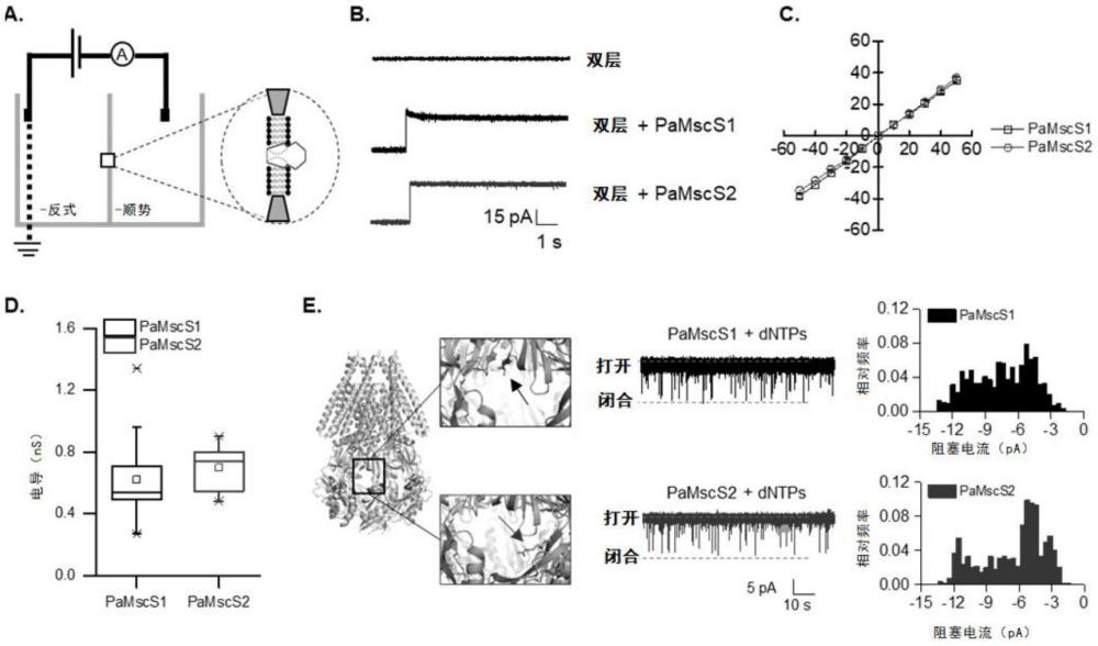 基于小電導機械力敏感性通道的生物埃米孔系統(tǒng)