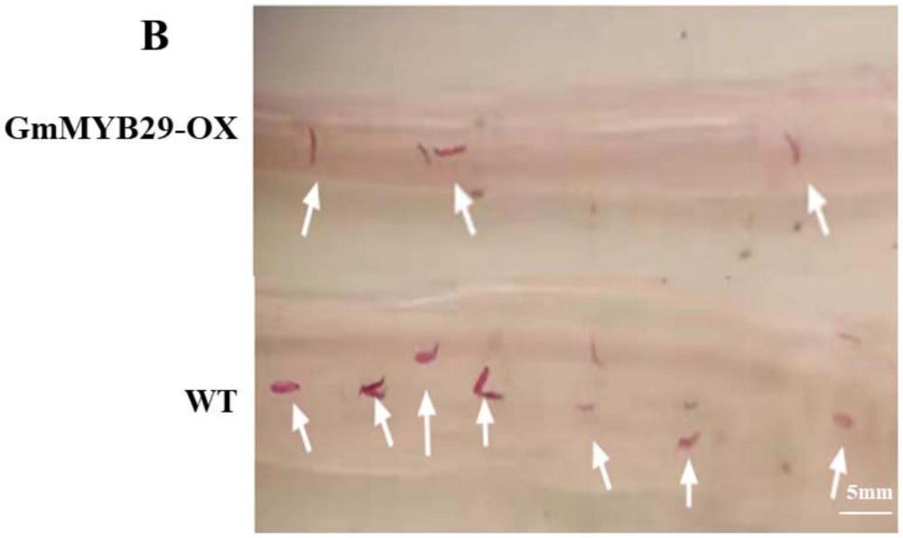 GmMYB29蛋白在抗大豆胞囊線蟲病中的應用