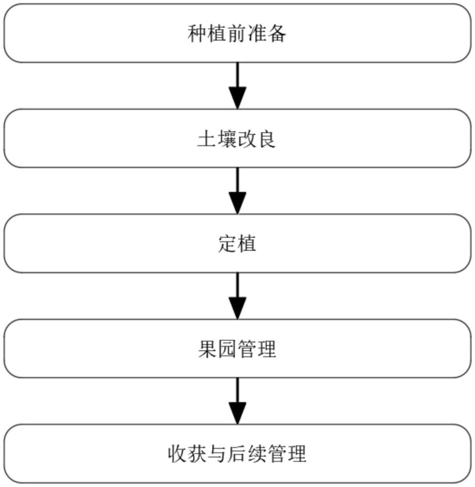 一種沙質(zhì)土壤綜合改良果樹矮化密植早豐栽培方法與流程