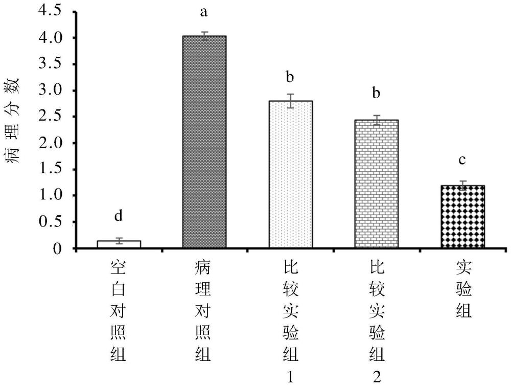 益生菌与后生元的组合在改善SARS-CoV-2感染相关的病况上的用途的制作方法