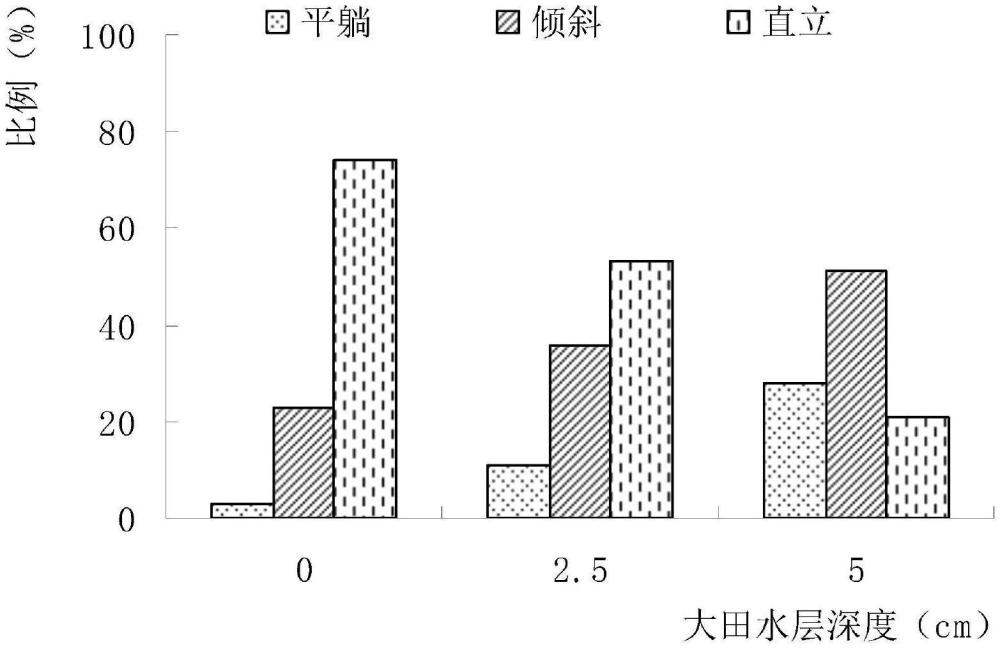 一種水稻拋秧快速立苗的方法與流程