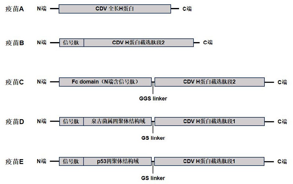 一種預(yù)防犬瘟熱病毒感染的融合蛋白和疫苗及其應(yīng)用的制作方法