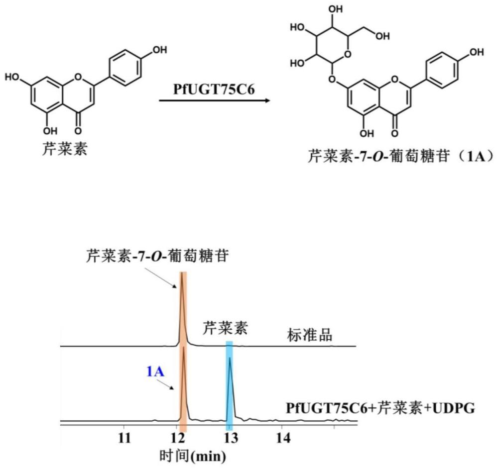 黑龙骨中黄酮糖苷类糖基转移酶PfUGT75C6及其编码基因与应用