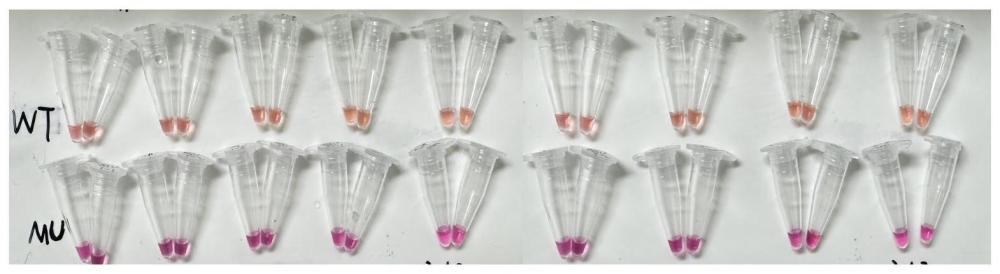 用于检测EGFR基因突变的引物组及方法与流程